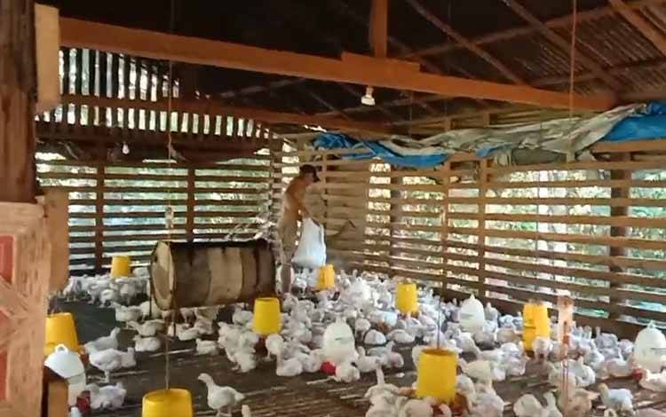 Bupati Lamandau Dorong Peternakan Ayam Ras Jadi Penggerak Ekonomi Lokal