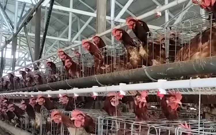 Tips Kenali Flu Burung pada Unggas
