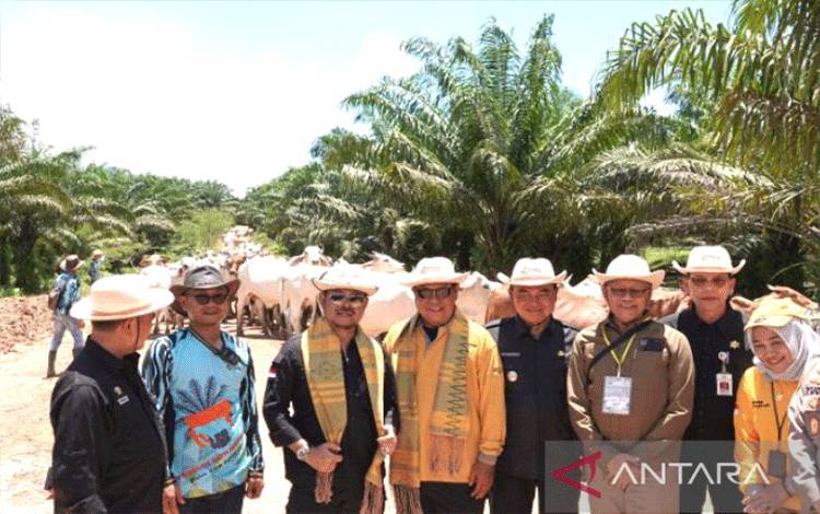 Kalsel Siapkan Swasembada Sapi Potong untuk Kebutuhan IKN