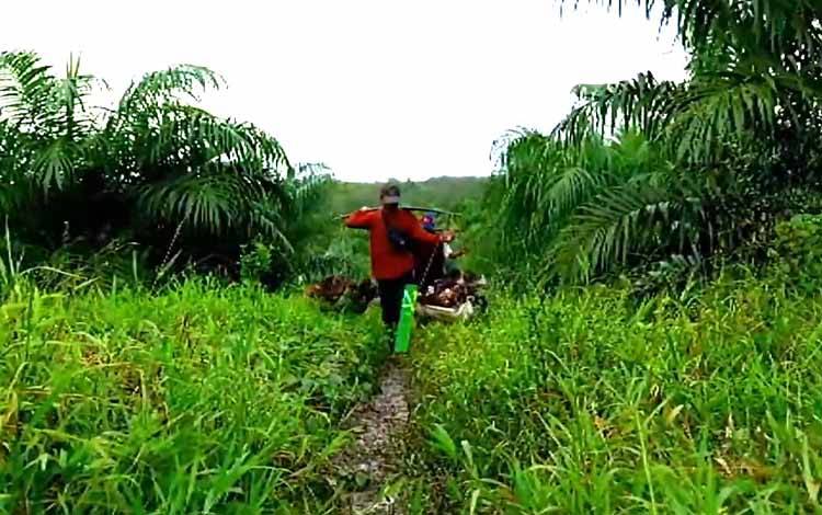 Inflasi Harga Komoditas Perkebunan Global dan Peluang Bagi Indonesia