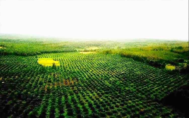 Replanting Sawit Bisa Kuatkan Ekonomi Kerakyatan