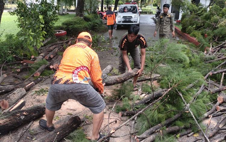 Pohon Cemara Tumbang di Palangka Raya Sempat Tutup Jalan