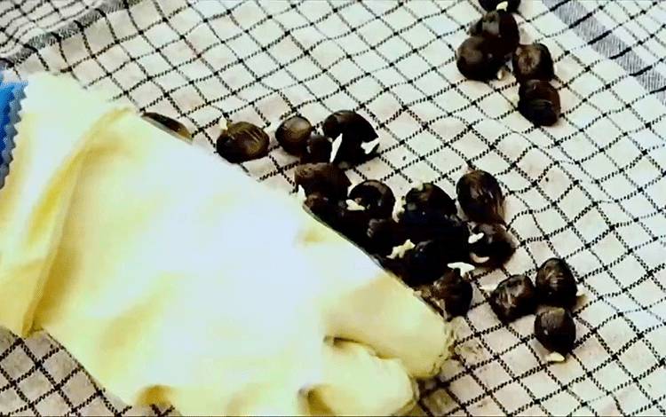 Anggota Aspekpir Diminta Melihat Peluang Sektor Kelapa Sawit