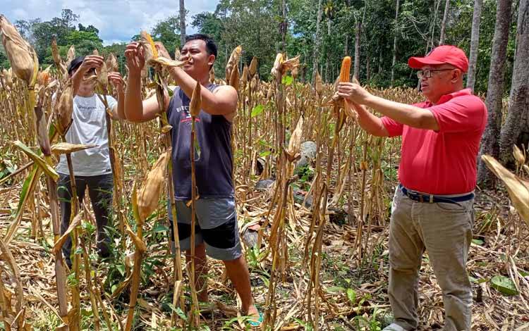 Kadis Ketahanan Pangan Kalteng: Lahan Pertanian Jangan Dialihkan Fungsikan