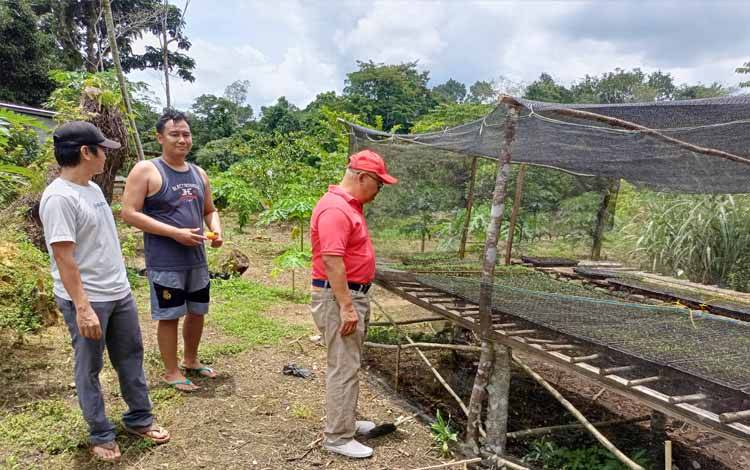Kadis Ketahanan Pangan Kalteng Ajak Petani Manfaatkan Pekarangan untuk Budidaya Cabai