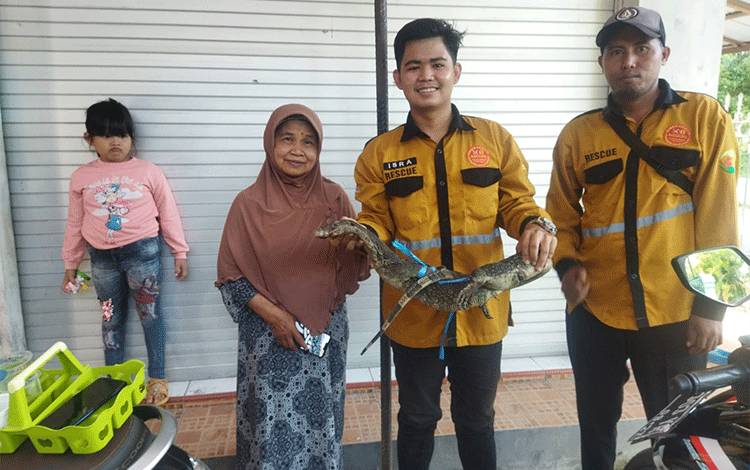 Pandulima Tangkap Biawak Masuk Rumah Warga