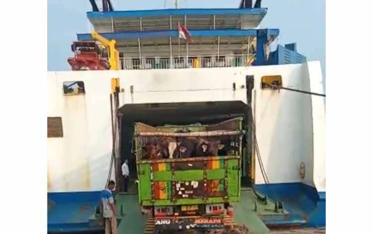 Ini Syarat Sapi dari Luar Pulau Bisa Masuk ke Palangka Raya