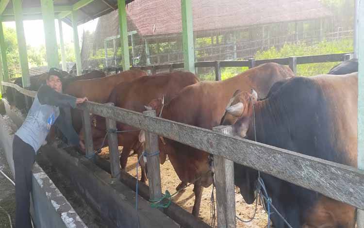 40 Ekor Sapi Berat Hidup 450-550 Kg Tiba di Palangka Raya