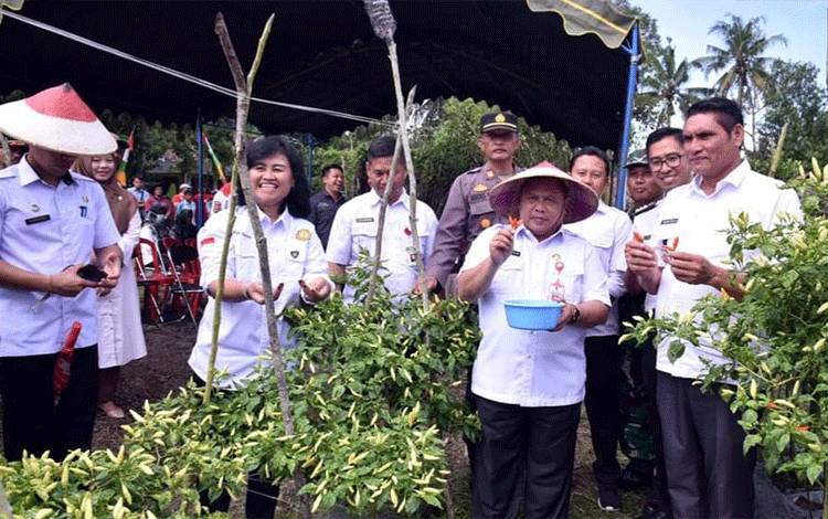 Menuju Mandiri Pangan, Komoditas Cabai Rawit di Kobar Surplus