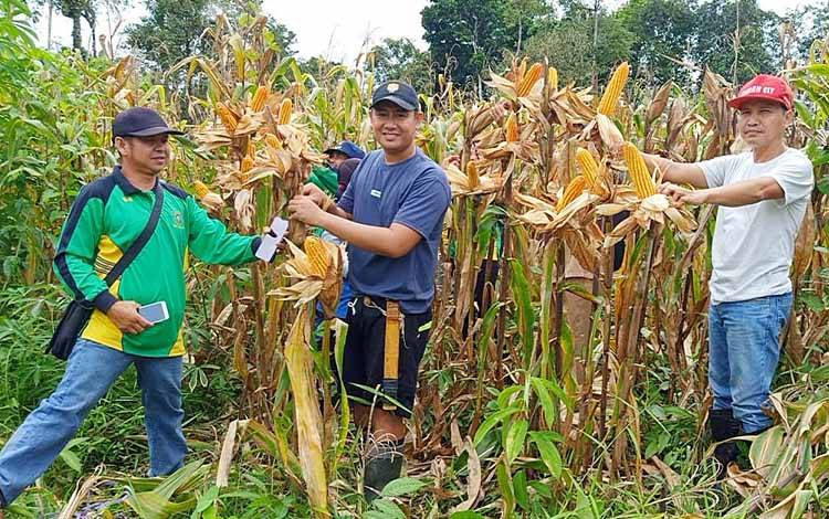 Petani Muda di Barito Timur Kantongi Omset Rp33,5 Juta dari Setiap Hektare Jagung Pakan