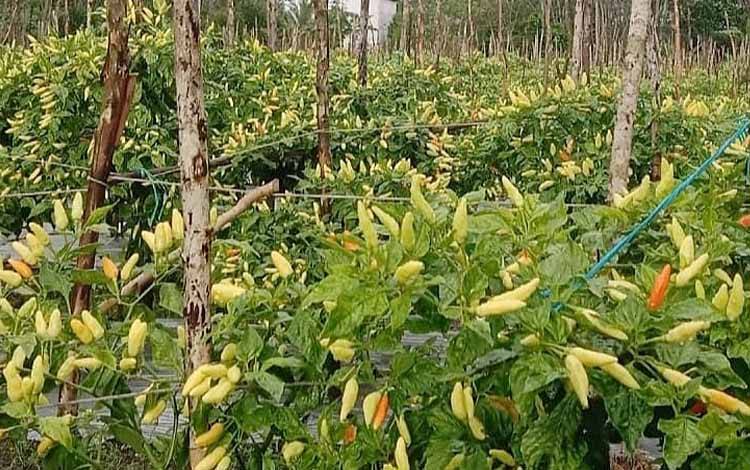 BPP Paju Epat Kendalikan Penyakit Cabai pada Kelompok Tani Sabar Subur