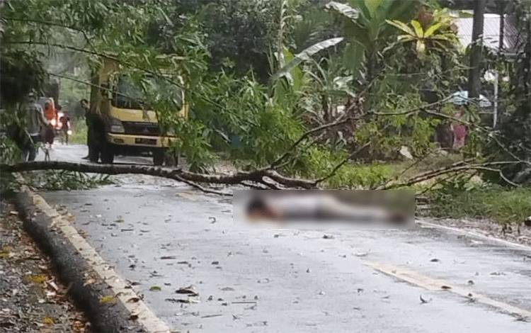 Pengendara Motor Tertimpa Pohon di Desa Kandris Barito Timur