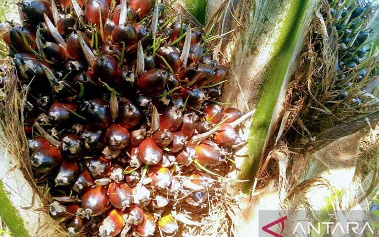 Harga TBS Kaltim Naik Jadi Rp2.469,23/kg