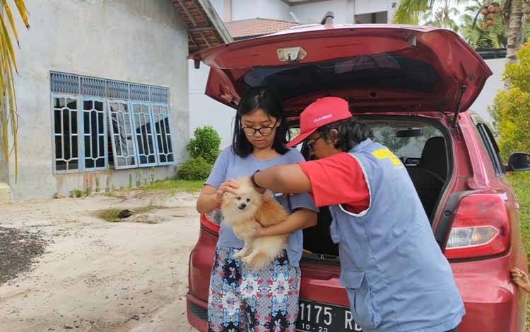 Waspada Rabies pada Musim Kawin Anjing Bulan April