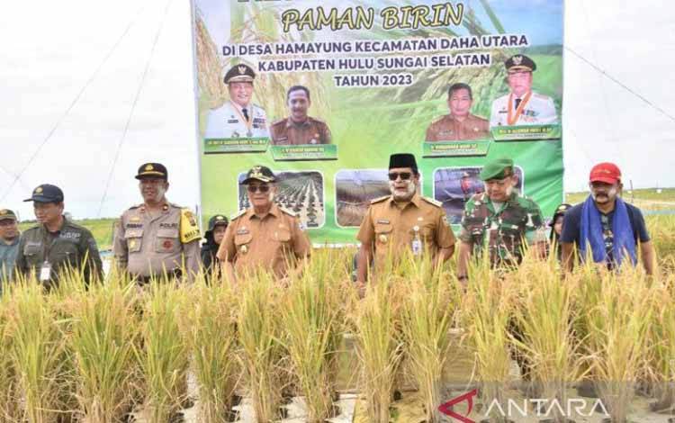 Kalsel Kembangkan Sistem Pertanian Padi Apung di Styrofoam