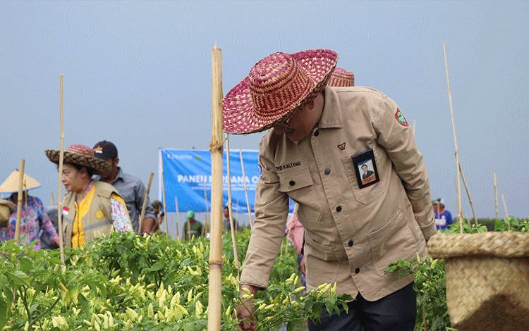 Beras dan Cabai Masih Jadi Penyumbang Inflasi Utama di Kalteng