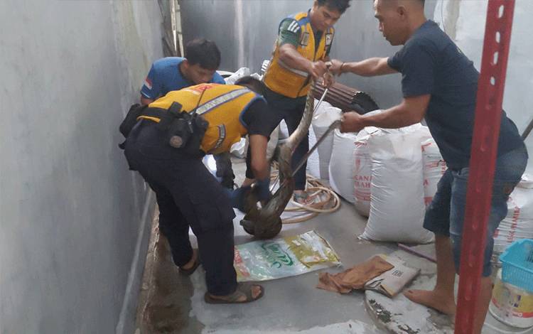 Ular Piton Sepanjang 3 Meter Masuk Toko Warga Palangka Raya