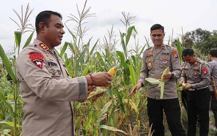 Polres Barito Timur Panen Jagung di Lahan Ketahanan Pangan