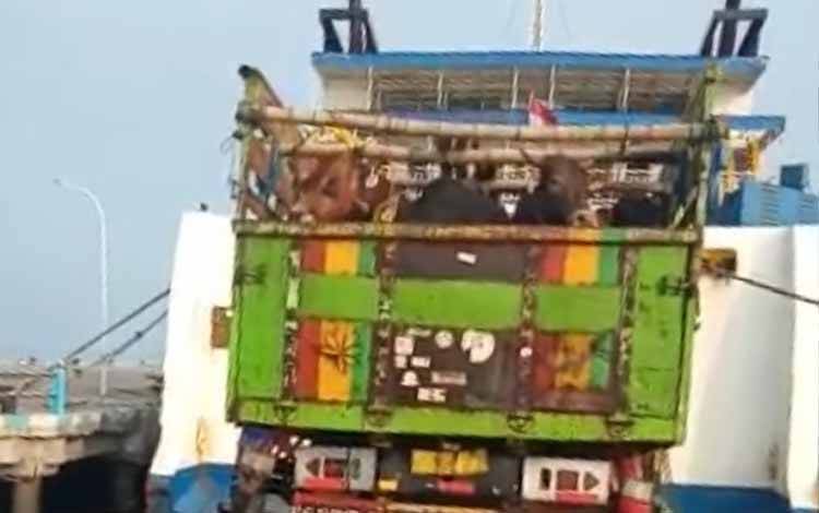 Batal 60 Ekor, Hanya 40 Ekor Sapi yang akan Tiba di Palangka Raya