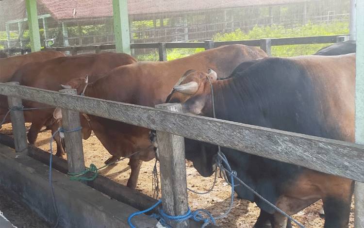Persiapan Sapi Jelang Lebaran Dipastikan Sudah Tervaksin PMK-LSD
