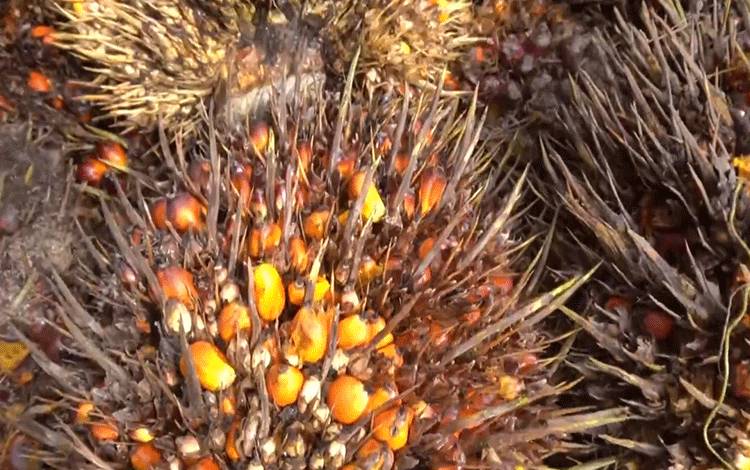 Pertumbuhan Industri Sawit Dunia Masih Bergantung dengan Indonesia