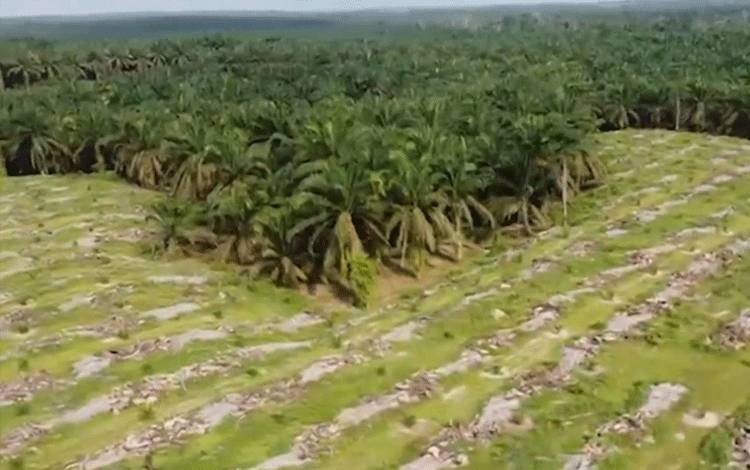 Indonesia Masih Jadi Episentrum Minyak Sawit Dunia