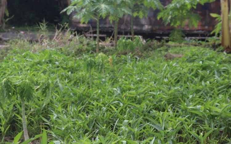 WBP Rutan Kapuas Kembali Panen Kangkung