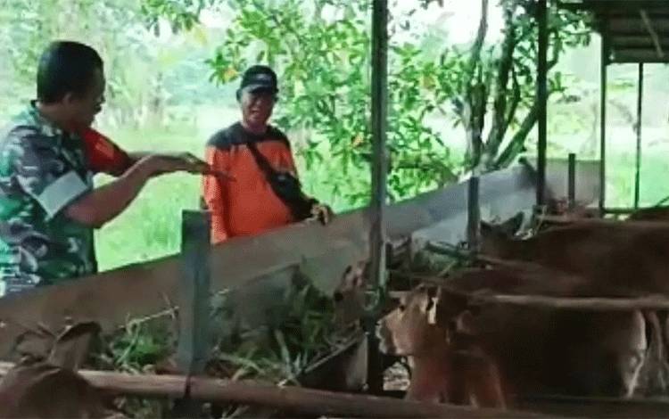 Babinsa Koramil Kapuas Hilir Sambangi Peternak Sapi, ini Tujuannya