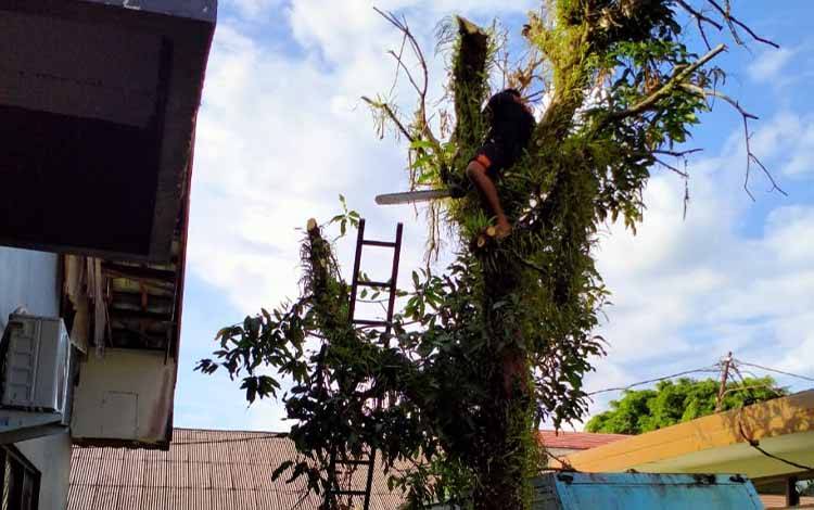BPBD Palangka Raya Tebang Tiga Pohon Rawan Tumbang