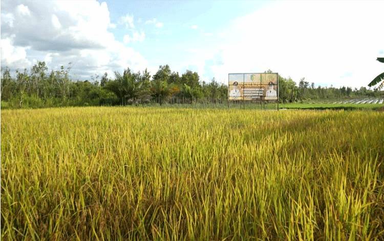 Pemko Palangka Raya Targetkan Budidaya Padi di 4 Kelurahan