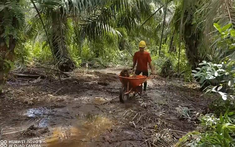 Ini Peran PTPN Dalam Industri Minyak Goreng Sawit