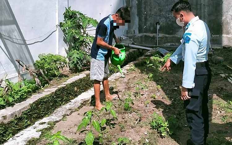Warga Binaan Rutan Tamiang Layang Manfaatkan Brandgang Jadi Kebun Sayur