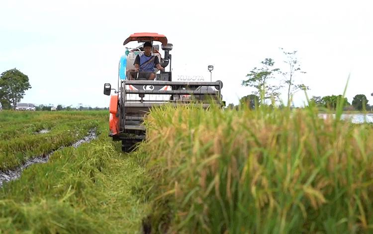 Iklim Panas Kalteng Belum Terlalu Pengaruhi Sektor Pertanian