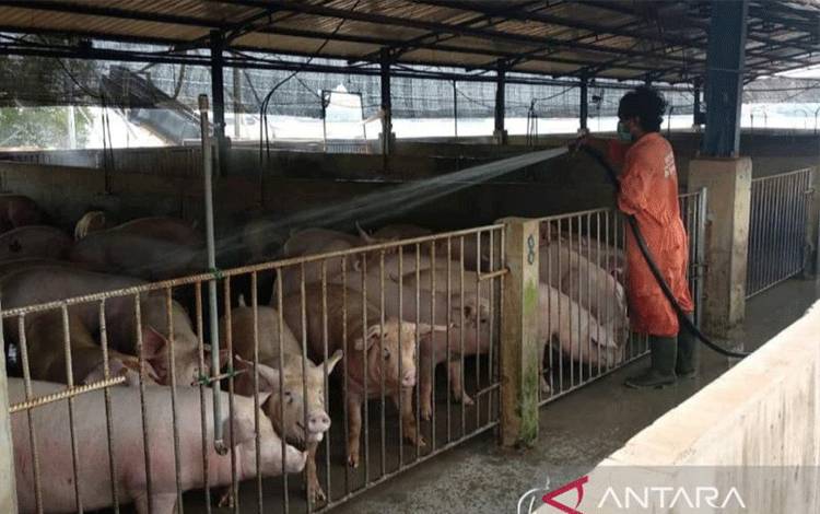 DPKP Belum Dapatkan Informasi Terbaru Pasokan Babi dari Luar Daerah
