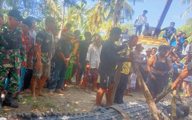 BKSDA dan Warga Tangkap Buaya Ukuran 4 Meter