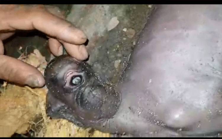 Distan: Anak Kambing Bermata Satu Lahir di Lombok Kurang Gizi