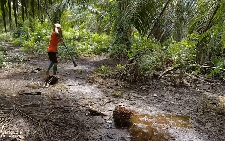 Segi Penjualan, SSMS Telah Lakukan Penjualan TBS Hingga Rp228 Miliar
