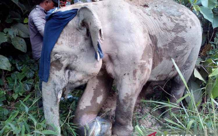 Gajah Liar Ditemukan Luka Kaki di Pedalaman Aceh Jaya