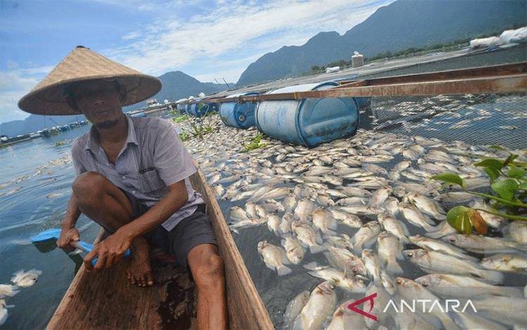 Kematian Ikan di Danau Maninjau 15,2 Ton Kerugian Rp380 Juta
