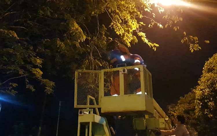 Membahayakan Pengendara, Sarang Tawon Vespa Raksasa Dievakuasi