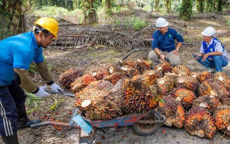 Petani Swadaya Binaan PT SSMS Tbk Raih Insentif Rp2 Miliar dari Penjualan Sertifikat RSPO