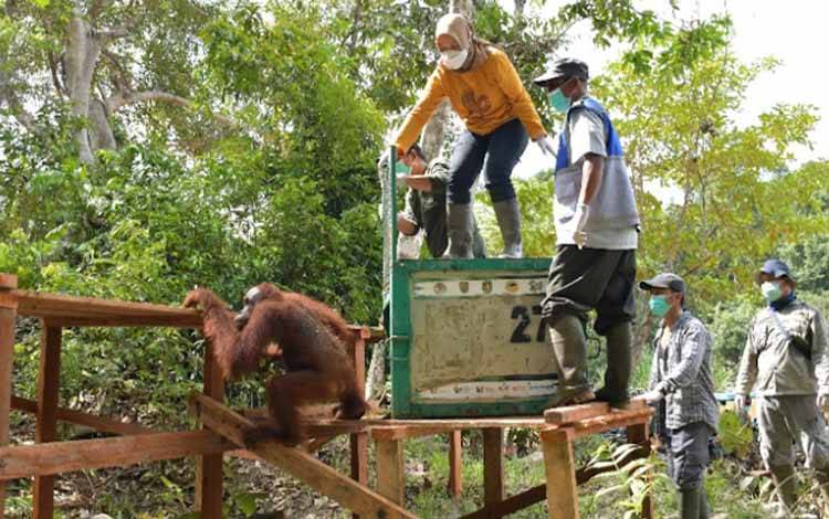 PT SSMS Tbk Gandeng FORTASBI dan APKSM Dalam Upaya Perlindungan Orangutan di Pulau Salat