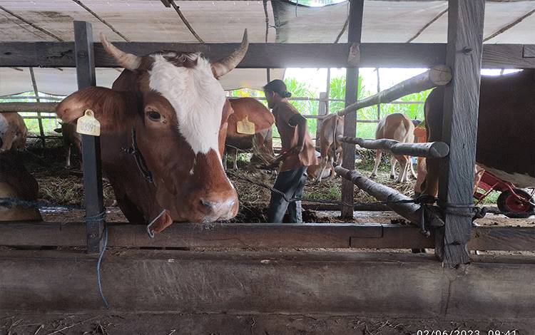 Ini Kisaran Harga Sapi dan Kambing Kurban 2023 di Palangka Raya