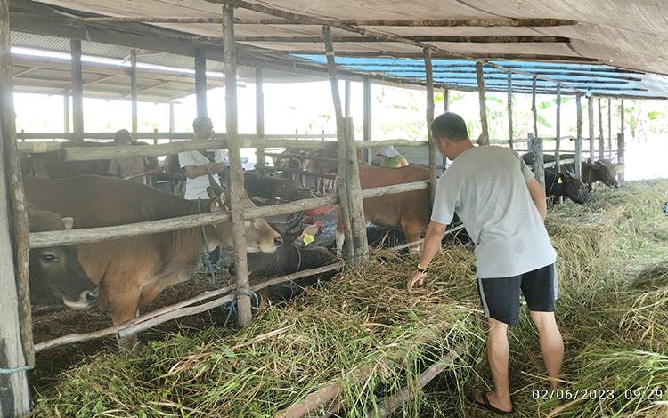 Sembilan Tahun Dagang Sapi Kurban, Sudah Miliki Pelanggan Tetap
