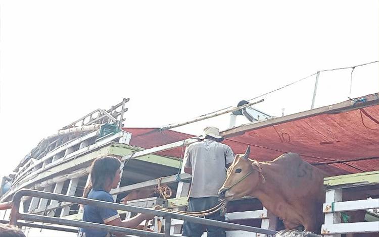 Kotim Sudah Kedatangan 660 Sapi Kurban Selama Mei 2023