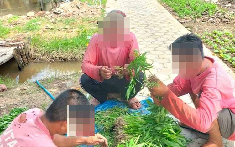 WBP Rutan Kuala Kapuas Kembali Panen Sayur Kangkung Program Pembinaan Kemandirian