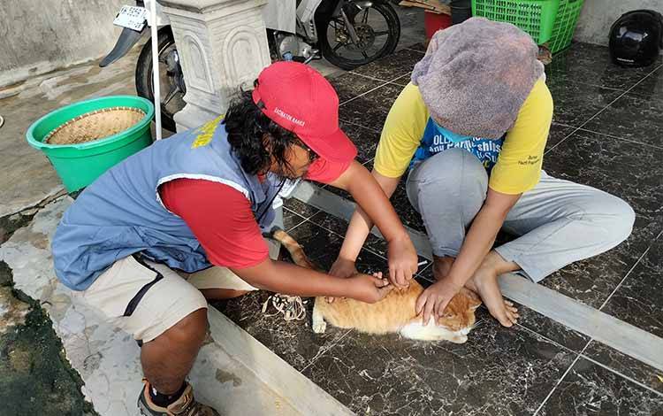 Seekor Kucing Positif Rabies di Palangka Raya