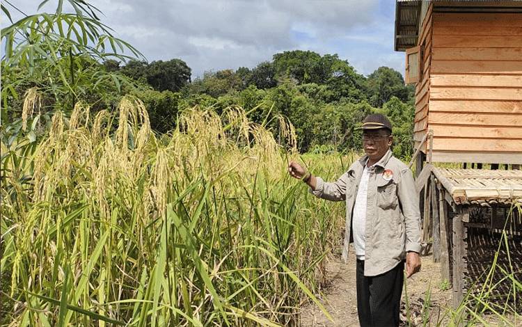 Masih Tradisional, Petani di Seruyan Hulu Butuh Bimbingan