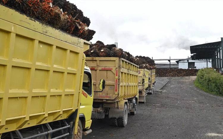 Apkasindo Lamandau Berharap Harga TBS Sawit Segera Normal