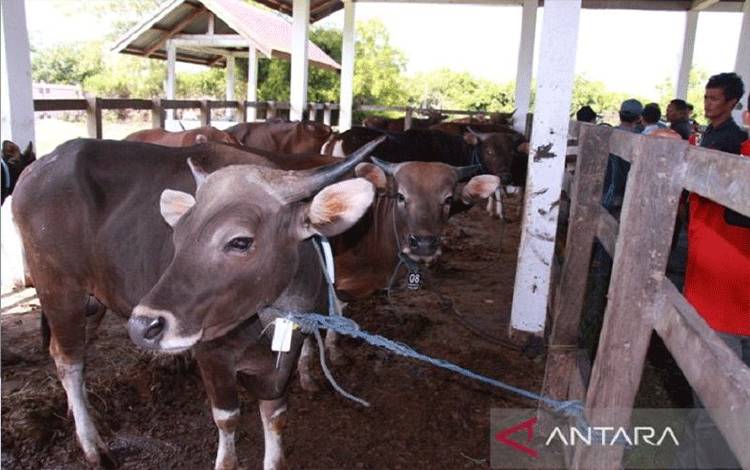 Palangka Raya Tingkatkan Pengawasan Kesehatan Sapi Jelang Idul Adha